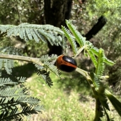 Dicranosterna immaculata (Acacia leaf beetle) at Paddys River, ACT - 10 Nov 2022 by Pirom