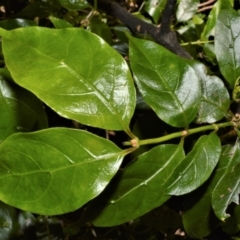 Morinda jasminoides (Morinda) at Tilba Tilba, NSW - 8 Nov 2022 by plants