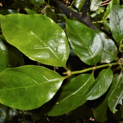 Morinda jasminoides (Morinda) at Tilba Tilba, NSW - 9 Nov 2022 by plants