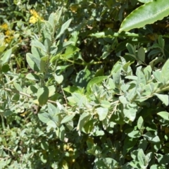 Pomaderris cinerea (Grey Pomaderris) at Tilba Tilba, NSW - 8 Nov 2022 by plants