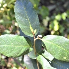 Ficus coronata (Creek Sandpaper Fig) at Tilba Tilba, NSW - 9 Nov 2022 by plants