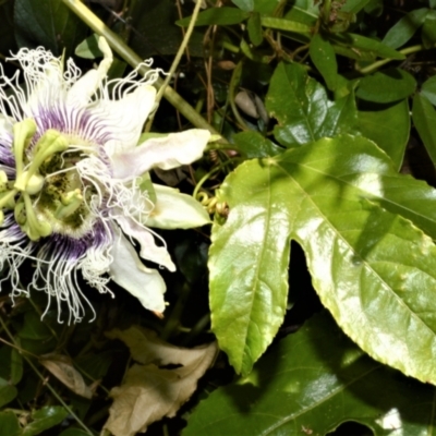 Passiflora edulis (Common Passionfruit) at Central Tilba, NSW - 8 Nov 2022 by plants