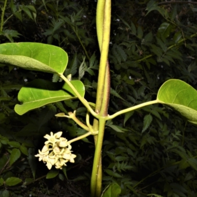 Leichhardtia rostrata (Milk Vine) at Central Tilba, NSW - 8 Nov 2022 by plants