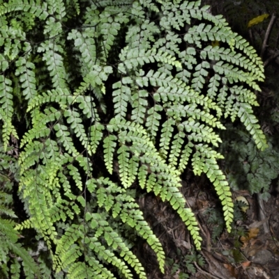 Adiantum formosum (Black Stem, Black-stem Maidenhair) at Central Tilba, NSW - 8 Nov 2022 by plants