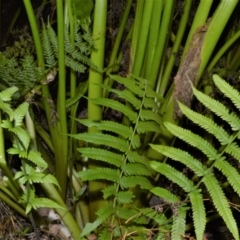 Christella dentata (Binung) at North Narooma, NSW - 9 Nov 2022 by plants