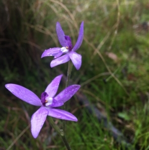 Glossodia major at Wamboin, NSW - 26 Sep 2021