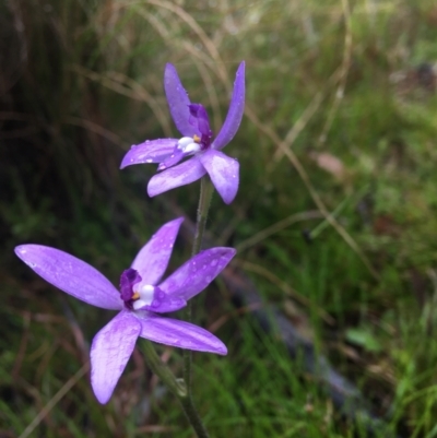 Glossodia major (Wax Lip Orchid) at Wamboin, NSW - 26 Sep 2021 by Devesons