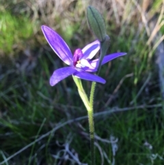 Glossodia major at Wamboin, NSW - suppressed