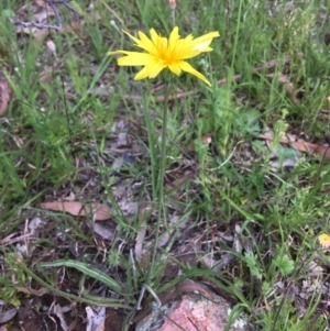 Microseris walteri at Wamboin, NSW - 18 Oct 2020