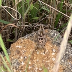 Perunga ochracea at Strathnairn, ACT - 11 Nov 2022 11:20 AM