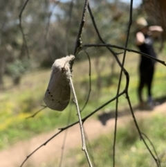 Pinara undescribed species near divisa at Coree, ACT - 7 Nov 2022 by Eland