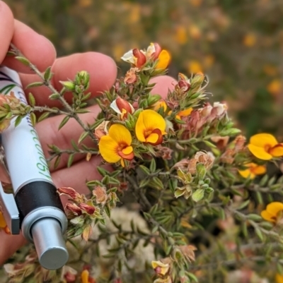 Pultenaea procumbens (Bush Pea) at Lade Vale, NSW - 11 Nov 2022 by mainsprite