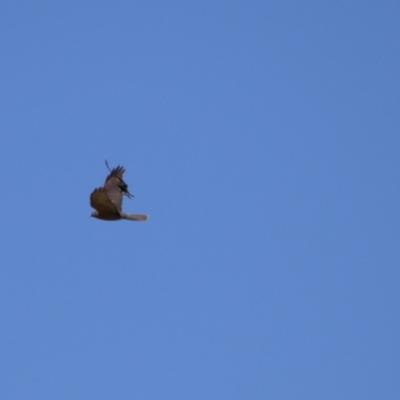 Accipiter cirrocephalus (Collared Sparrowhawk) at Gordon, ACT - 10 Nov 2022 by RodDeb