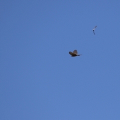 Tachyspiza cirrocephala at Gordon, ACT - 10 Nov 2022