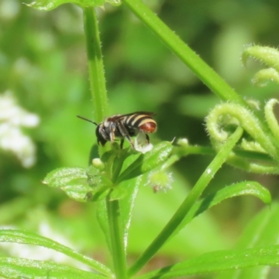 Lipotriches (Austronomia) phanerura (Halictid Bee) at Paddys River, ACT - 10 Nov 2022 by RodDeb