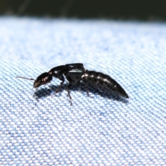 Staphylinidae (family) (Rove beetle) at Paddys River, ACT - 10 Nov 2022 by RodDeb