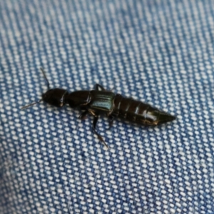 Staphylinidae (family) at Paddys River, ACT - 10 Nov 2022