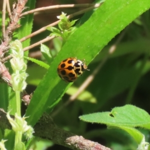 Harmonia conformis at Paddys River, ACT - 10 Nov 2022