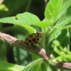 Harmonia conformis at Paddys River, ACT - 10 Nov 2022