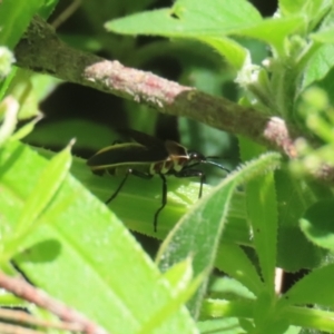 Dysdercus sidae at Paddys River, ACT - 10 Nov 2022