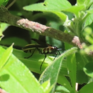 Dysdercus sidae at Paddys River, ACT - 10 Nov 2022