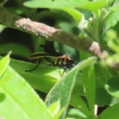 Dysdercus sidae at Paddys River, ACT - 10 Nov 2022