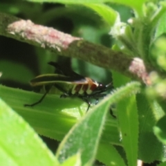 Dysdercus sidae at Paddys River, ACT - 10 Nov 2022