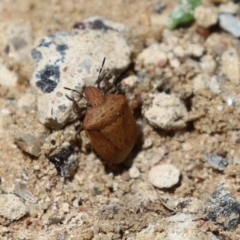 Dictyotus caenosus at Paddys River, ACT - 10 Nov 2022