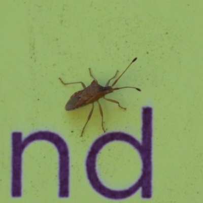 Cletus similis (A coried plant bug) at Paddys River, ACT - 10 Nov 2022 by RodDeb