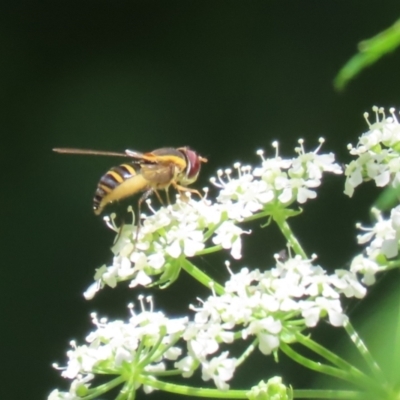 Sphaerophoria macrogaster (Hover Fly) at Paddys River, ACT - 10 Nov 2022 by RodDeb