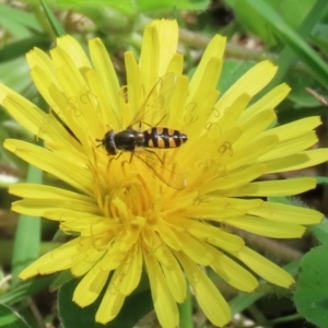 Melangyna viridiceps at Paddys River, ACT - 10 Nov 2022