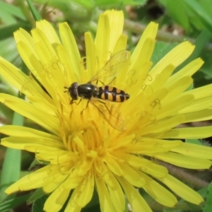 Melangyna viridiceps at Paddys River, ACT - 10 Nov 2022