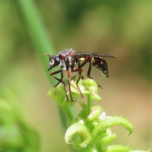 Daptolestes limbipennis at Paddys River, ACT - 10 Nov 2022