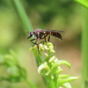 Daptolestes limbipennis at Paddys River, ACT - 10 Nov 2022