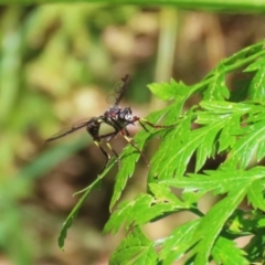 Daptolestes limbipennis at Paddys River, ACT - 10 Nov 2022