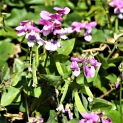 Dipogon lignosus (Dipogon, Dolichos Pea) at Narooma, NSW - 10 Nov 2022 by plants