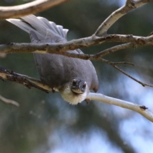 Philemon corniculatus at Paddys River, ACT - 10 Nov 2022