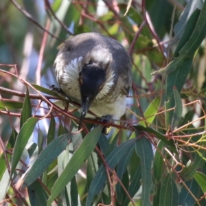 Philemon corniculatus at Paddys River, ACT - 10 Nov 2022