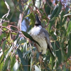 Philemon corniculatus at Paddys River, ACT - 10 Nov 2022