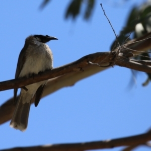 Philemon corniculatus at Paddys River, ACT - 10 Nov 2022