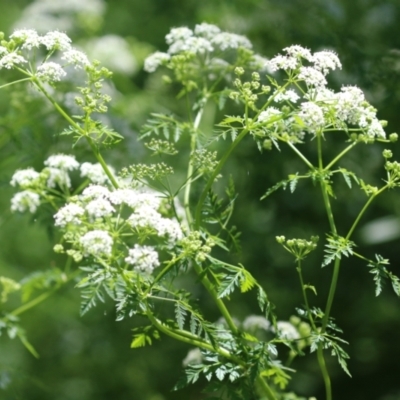 Conium maculatum (Hemlock) at Paddys River, ACT - 10 Nov 2022 by RodDeb