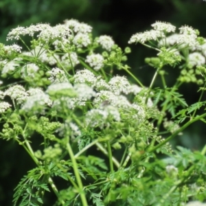 Conium maculatum at Paddys River, ACT - 10 Nov 2022