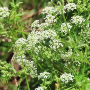 Conium maculatum at Paddys River, ACT - 10 Nov 2022