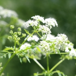 Conium maculatum at Paddys River, ACT - 10 Nov 2022