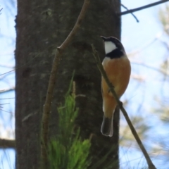 Pachycephala rufiventris at Paddys River, ACT - 10 Nov 2022