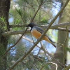 Pachycephala rufiventris at Paddys River, ACT - 10 Nov 2022