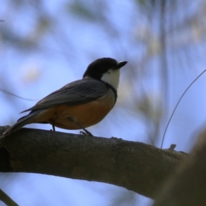 Pachycephala rufiventris at Paddys River, ACT - 10 Nov 2022