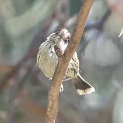 Pyrrholaemus sagittatus (Speckled Warbler) at Tennent, ACT - 8 Nov 2022 by richardm