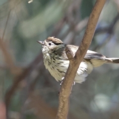 Pyrrholaemus sagittatus at Tennent, ACT - 8 Nov 2022