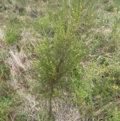 Cassinia sifton (Sifton Bush, Chinese Shrub) at Googong Foreshore - 11 Nov 2022 by Steve_Bok